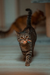 Cat with toy 