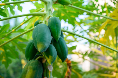 Close-up of fruits growing on tree