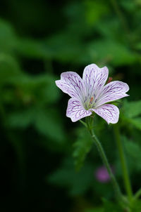 Close-up of purple flower blooming outdoors