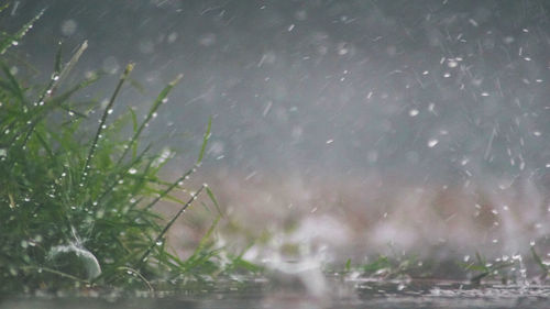 Close-up of wet plant on field during rainy season