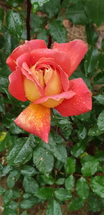 Close-up of wet red rose flower