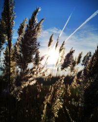 Low angle view of stalks in field against sky