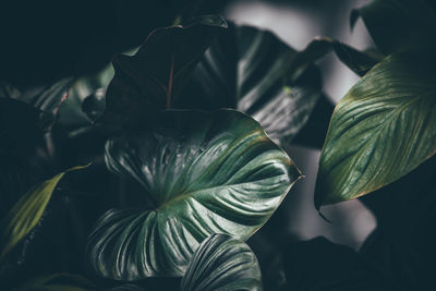 Close-up of green leaves on plant