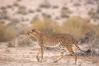 Side view of a cat on land