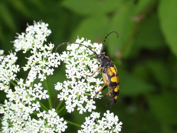 Close-up of butterfly pollinating on flower