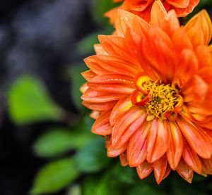 Close-up of orange dahlia flower