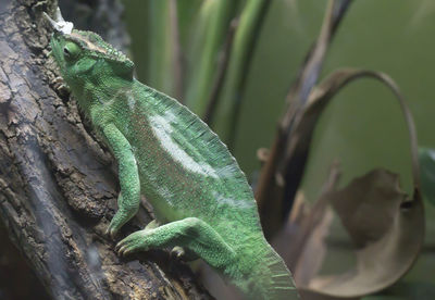 Close-up of lizard on tree