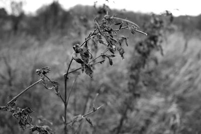 Close-up of plant