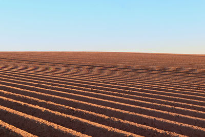 Scenic view of agricultural field against clear sky