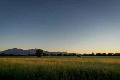 Scenic view of agricultural field against clear sky