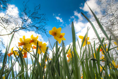 Low angle view of flowers blooming on field