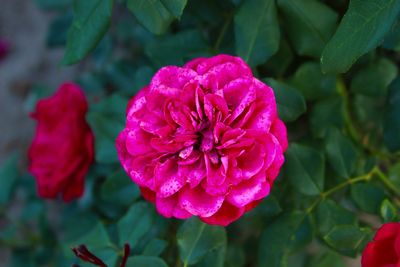 flowering plant