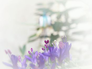 Close-up of purple flowering plant