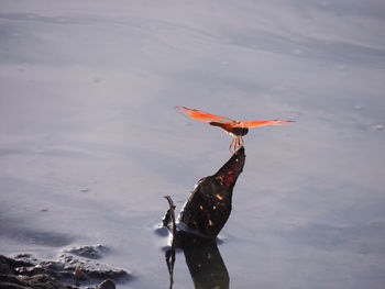 High angle view of bird on beach