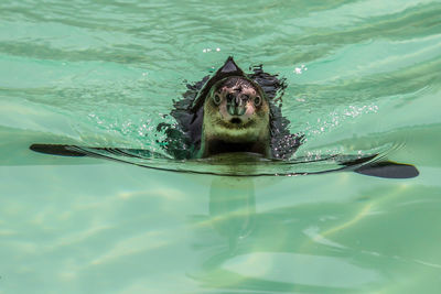 High angle view of turtle swimming in lake