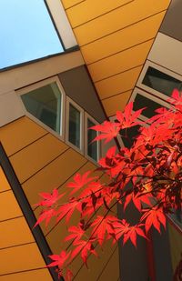 Low angle view of maple leaves on window