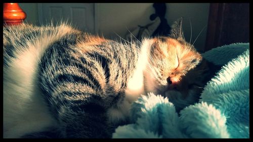 Cat looking away
