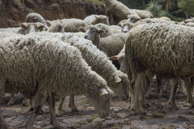 Sheep grazing on farm