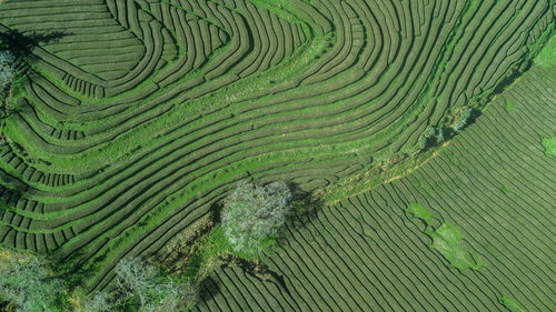 Full frame shot of rice paddy