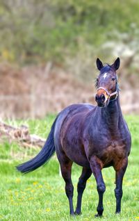 An attentive horse standing on the meadow looking at the camera