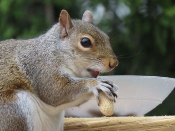 Closeup of a squirrel eating a peanut