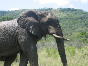 SIDE VIEW OF ELEPHANT IN A FOREST