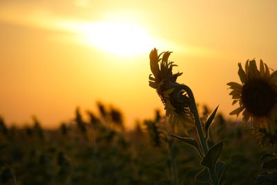 Close-up of stalks against sky during sunset