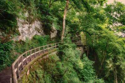 Arch bridge amidst trees in forest