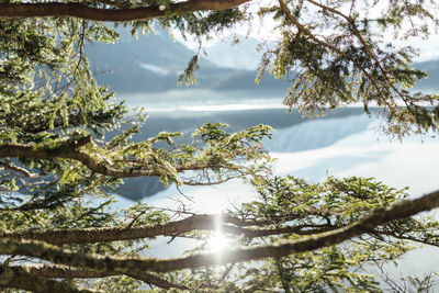 Low angle view of sunlight streaming through tree