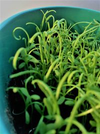 Close-up of plants