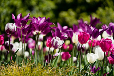 Close-up of pink flowering plants on field