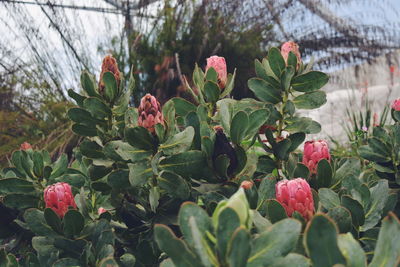 Close-up of pink flowers