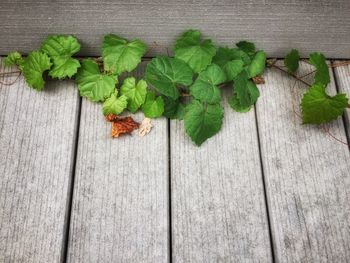 High angle view of plants on table