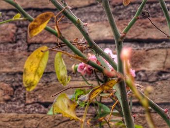 Close-up of fresh green plant