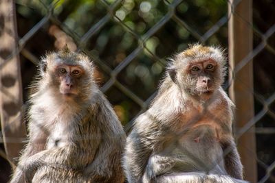 Close-up of monkey