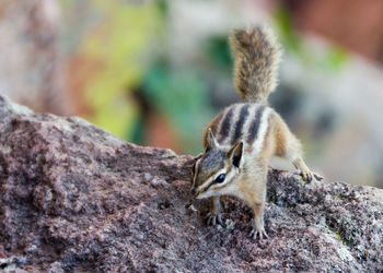 Close-up of squirrel