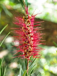 Close-up of red flowering plant