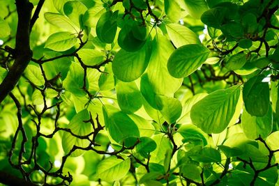 Green tree leaves in the nature in spring