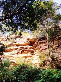 Low angle view of trees in the forest