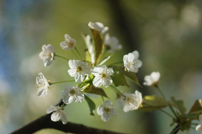 Close-up of white cherry blossoms