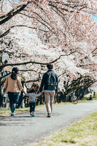 Rear view of people walking on cherry blossom