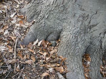 Close-up of plants