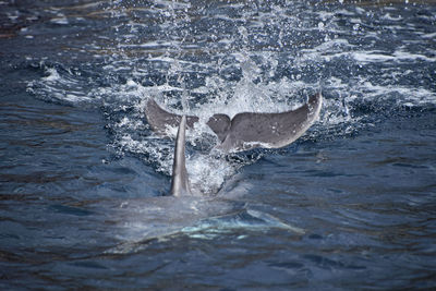 High angle view of dolphin swimming in sea