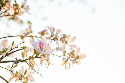 Low angle view of cherry blossoms in spring