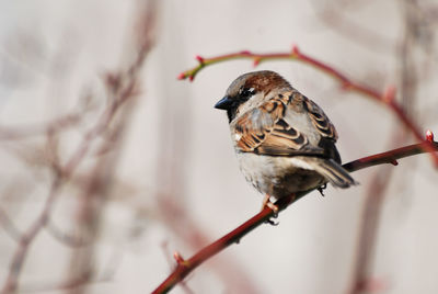 Close-up of bird perching on twig