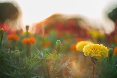 Close-up of yellow flowering plants on field