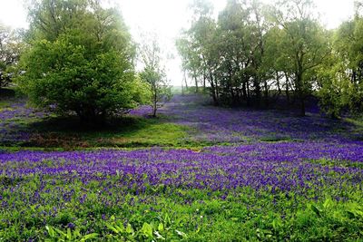 Flowers growing in field