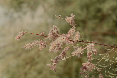 Pink blooming banche tamarix tetrandra. four stamen tamarisk with shallow depth of field