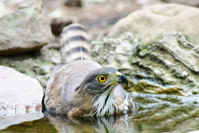 Close-up of bird