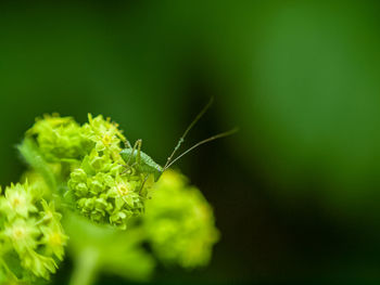 Close-up of insect on plant